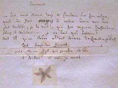 Extraits de l’herbier de Marceline Desbordes-Valmore  / Musée de la Chartreuse, Douai