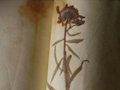 Extraits de l’herbier de Marceline Desbordes-Valmore  / Musée de la Chartreuse, Douai