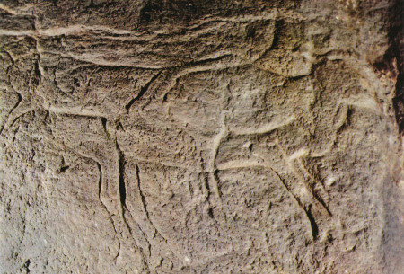 Rennes gravés sur une paroi des grottes d’Isturitz / Association Francis Jammes Orthez