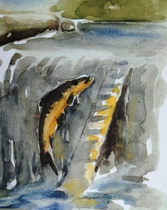  Grottes d’Isturitz, tranche de lard / Association Francis Jammes Orthez