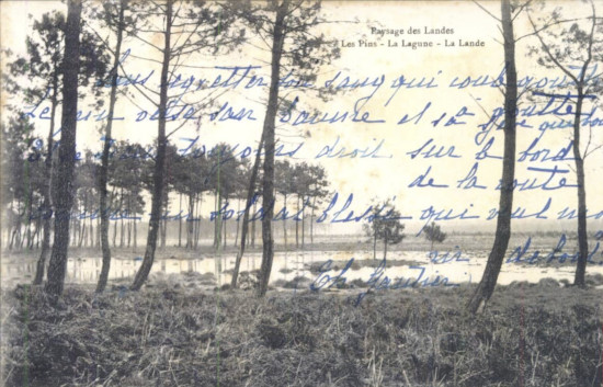 Paysage des Landes - Les pins - la lagune - la lande / Consulter le document sur Pireneas